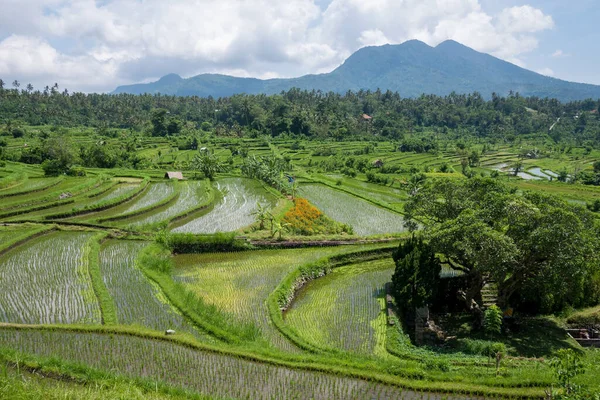 Bali Endonezya Daki Pirinç Tarlalarının Yeşilliğin Doğal Manzarası — Stok fotoğraf