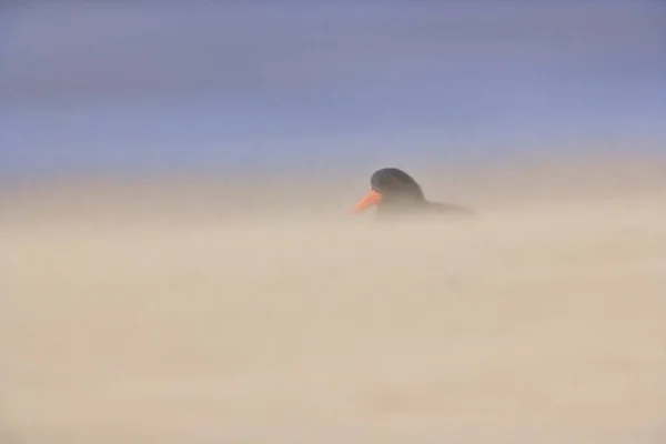 Yeni Zelanda Özgü Değişken Istiridye Avcısı Kum Fırtınası Sırasında Saklanır — Stok fotoğraf
