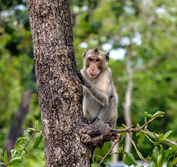 Tiro Foco Raso Macaco Uma Árvore — Fotografia de Stock
