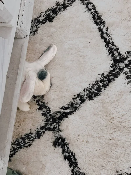 Lapin Nain Belier Sur Tapis — Foto de Stock