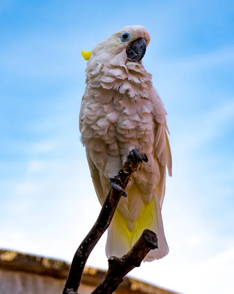 一只栖息在树枝上的鹦鹉的选择性聚焦镜头 — 图库照片