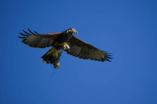 Harris Hawk Parabuteo Unicinctus Flight Carrying Nesting Material — Stock Photo, Image