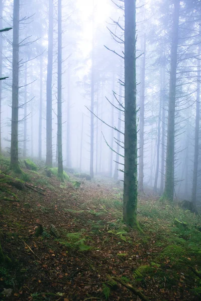 Egy Függőleges Lövés Fák Erdőben Borított Köd — Stock Fotó