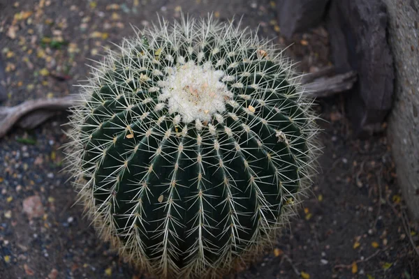 Closeup Shot Big Golden Barrel Cactus Soil Grown Outdoor — Stock Photo, Image