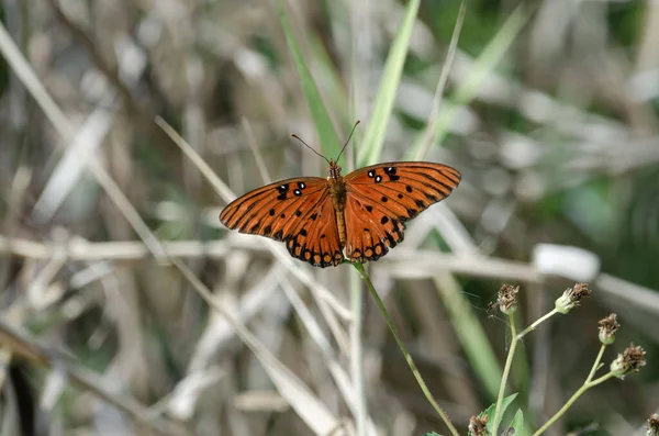 Primer Plano Mariposa Fritillaria Marrón Del Golfo Posada Tallo Planta — Foto de Stock