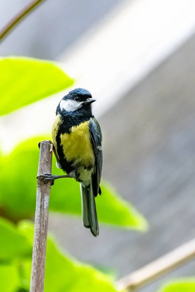 Great Tit Beautiful Bird Standing Picket — Zdjęcie stockowe