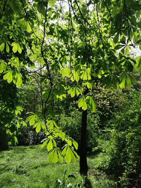 Vertical Shot Green Landscape Trees Retiro Park Madrid Spain — Stock Photo, Image