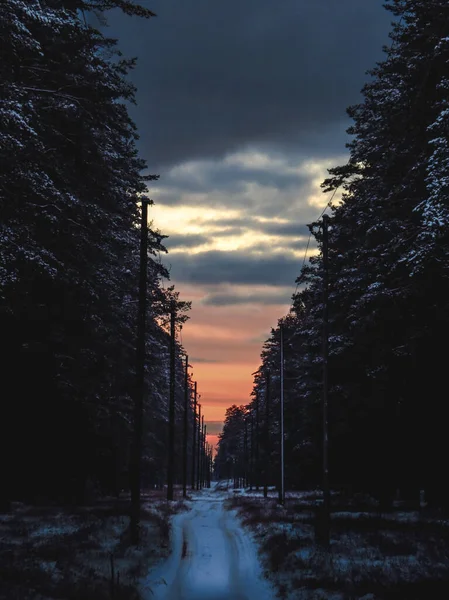 Прекрасний Знімок Соснових Дерев Вкритих Снігом — стокове фото