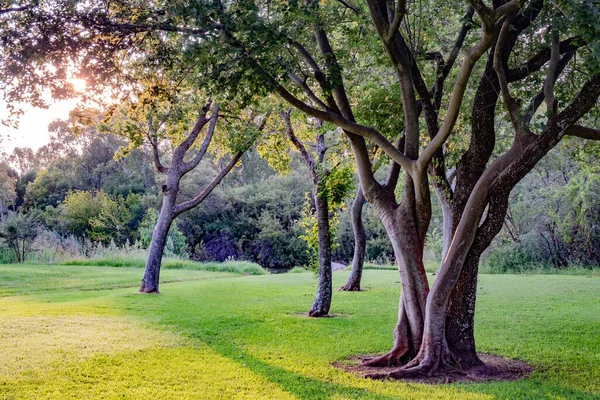 Een Natuurlijk Uitzicht Prachtige Bomen Een Zonnige Dag Het Veld — Stockfoto