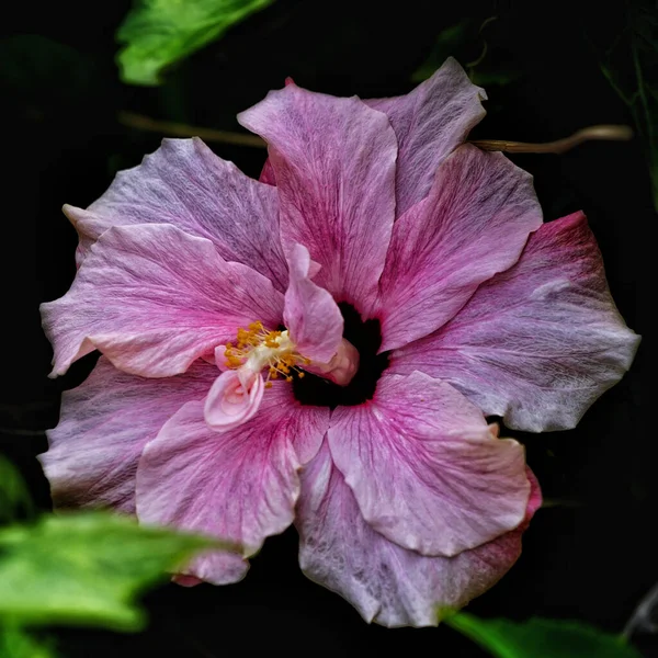 黑色背景的花园中美丽的黑皮鞋植物的特写镜头 — 图库照片