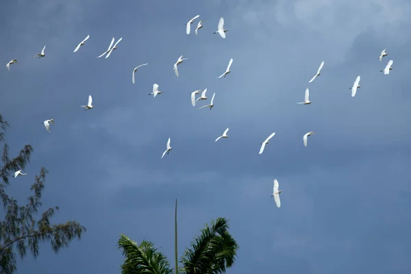 A beautiful shot of a small flock of white birds flying on a cloudy sky on a sunny day