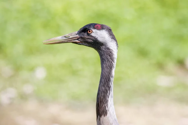 Nahaufnahme Eines Demoiselle Krans Vor Grünem Gras Und Beim Blick — Stockfoto