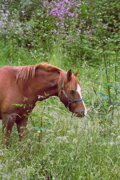 Vertical Shot Brown Horse Grazing Garden — Stock Photo, Image