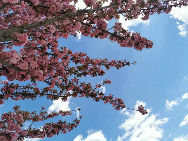 Eine Nahaufnahme Von Rosa Kirschblütenzweigen Vor Blauem Himmel Mit Kleinen — Stockfoto