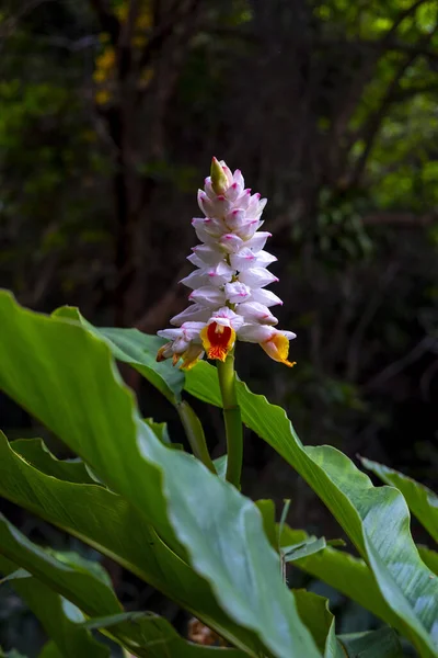 Colpo Verticale Zenzero Shell Alpinia Zerumbet Fiore Che Fiorisce Giardino — Foto Stock