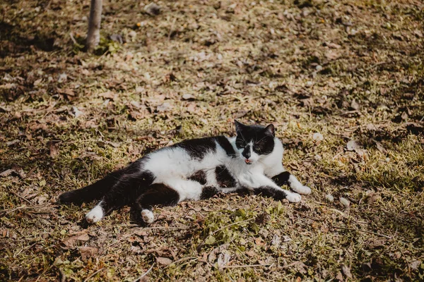 Nahaufnahme Einer Schwarz Weißen Katze Die Auf Gras Und Blättern — Stockfoto