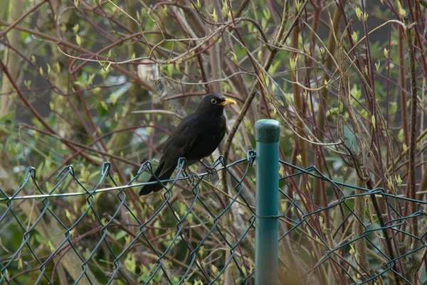 Male Blackbird Turdus Merula Small Insects Beak Way His Chicks — Stock Photo, Image