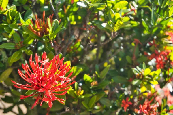 Красные Цветы Иксора Цветущие Парке — стоковое фото