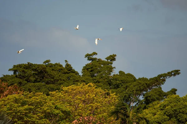 Tiro Ángulo Bajo Una Bandada Pájaros Volando Sobre Los Árboles — Foto de Stock
