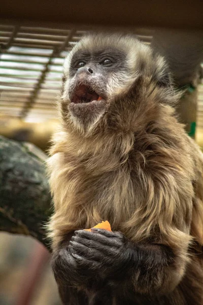 Capuchin Apa Äter Apelsin — Stockfoto