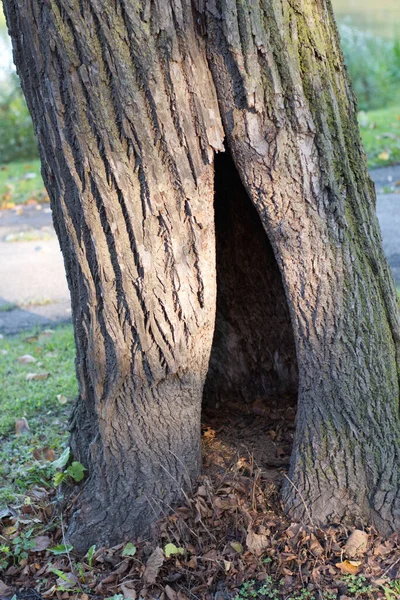 公園内の古い木の幹 クローズアップ — ストック写真