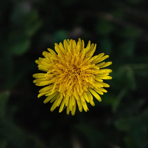 Closeup Shot Yellow Dandelion — Stock Photo, Image