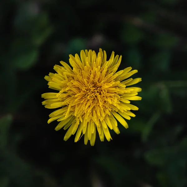 Gros Plan Pissenlit Jaune — Photo