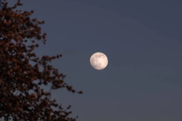 The bright and big full moon in the blue sunset sky from the frame of tree branches