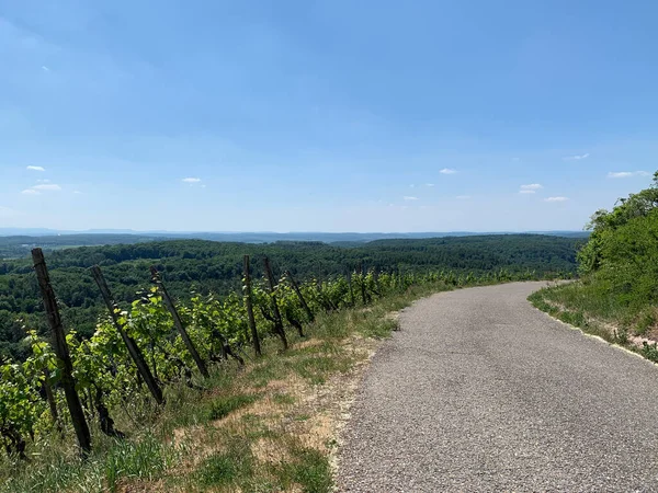 Een Prachtig Uitzicht Een Weg Naast Wijngaard — Stockfoto