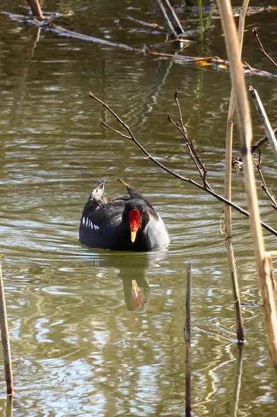 Vertical Shot Small Excited Common Moorhen Gallinula Chloropus Shore Water — Stock Photo, Image