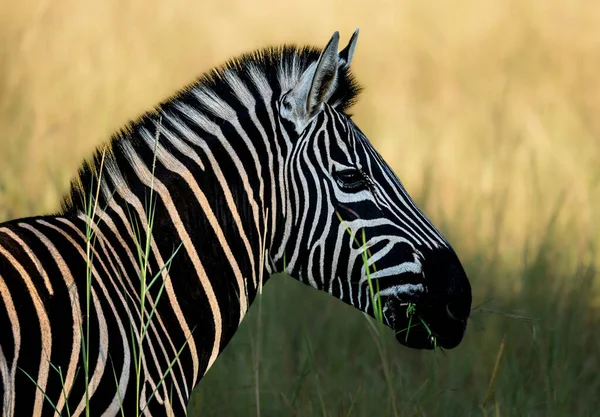 Closeup Shot Zebra Blurred Grass Field — Stock Photo, Image