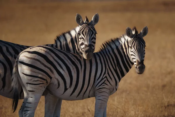 Beautiful Shot Two Zebra Standing Together Looking Back Blurred Background — Stock Photo, Image