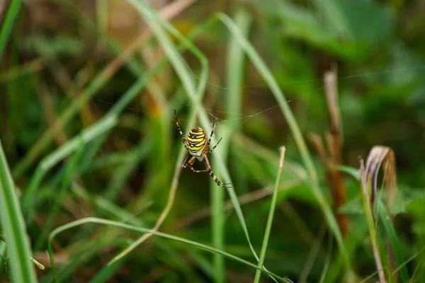 Primer Plano Araña Hace Una Tela —  Fotos de Stock