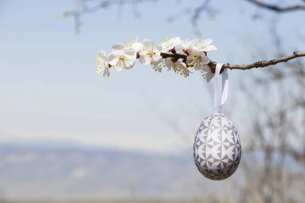 Tarlada Çiçekli Bir Dalın Üzerinde Renkli Bir Paskalya Yumurtasının Yakın — Stok fotoğraf