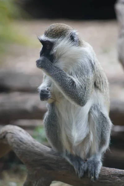 在模糊的背景上坐在木树枝上的一只绒猴子的垂直照片 — 图库照片