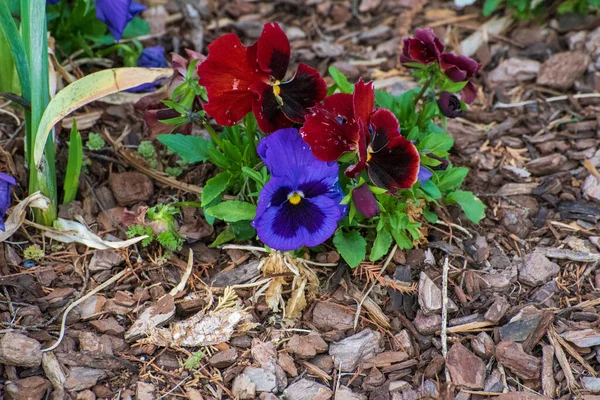 Primer Plano Coloridas Flores Viola Rogers Botanical Gardens Oklahoma City — Foto de Stock
