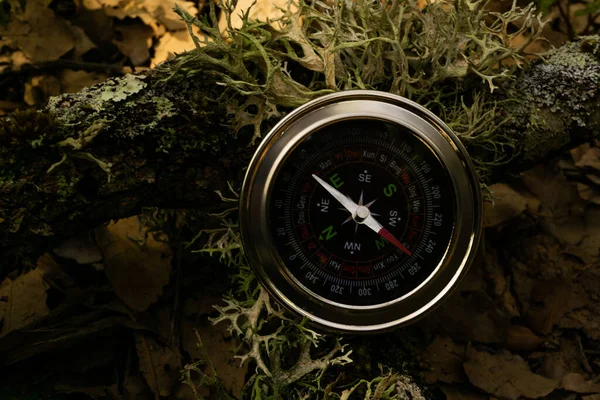 Close Compass Tree Branches Ferns Path Hiking Route — Foto Stock