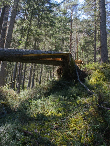 Egy Törött Fatörzs Zöld Erdőben — Stock Fotó