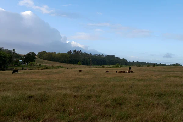 Uma Bela Vista Gado Pastando Campo Pastagem Lado Uma Aldeia — Fotografia de Stock