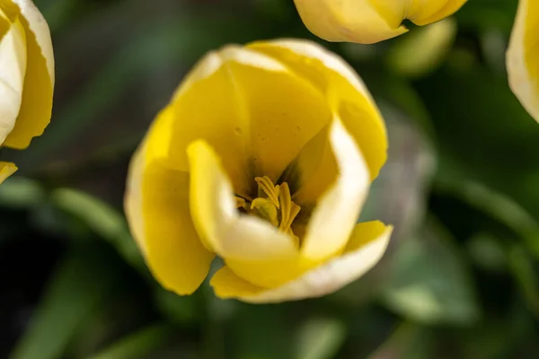 Zbliżenie Żółtego Tulipana Terenie — Zdjęcie stockowe