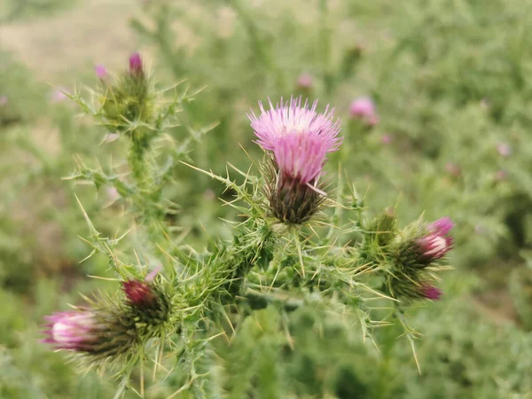 Primer Plano Cardo Mariano Silybum Marianum Flores Que Crecen Jardín —  Fotos de Stock