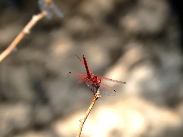 Une Macro Photo Une Demoiselle Rouge — Photo