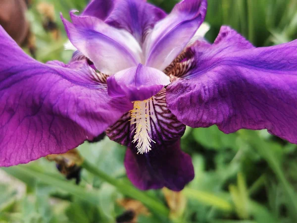 Een Close Van Een Prachtige Iris Germanica Bloem Parque Del — Stockfoto