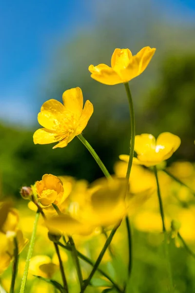 Flores Manteiga Proporcionam Uma Exibição Amarela Vibrante Durante Meses Primavera — Fotografia de Stock