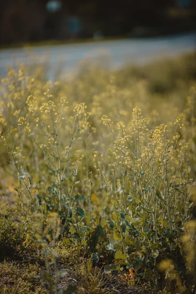 Vertical Closeup Yellowish Wildflowers Green Meadow Brassicaceae — Stock Photo, Image