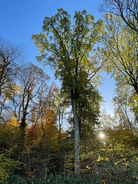 Низькокутний Знімок Блакитного Неба Над Зеленим Лісом Деревами Кущами Сонячний — стокове фото