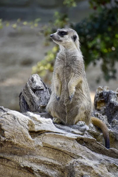 Fuoco Superficiale Meerkat Piedi Tronco Albero Con Uno Sfondo Sfocato — Foto Stock