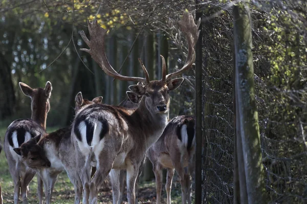 Eine Gruppe Hirsche Wald — Stockfoto