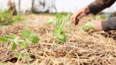 Toprağa tohum eken bir dişi.