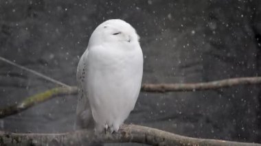 Bir ağacın dalına tünemiş beyaz baykuşun yavaş çekimde etrafa bakınması kar yağarken.